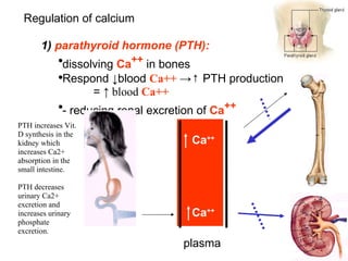 Regulation of calcium  1)  parathyroid hormone (PTH): dissolving  Ca ++  in bones  Respond ↓blood  Ca++   -> ↑ PTH production  =  ↑ blood  Ca++   - reducing renal excretion of  Ca ++   plasma Ca ++ Ca ++ PTH increases Vit. D synthesis in the kidney which increases Ca2+ absorption in the small intestine. PTH decreases urinary Ca2+ excretion and increases urinary phosphate excretion. 