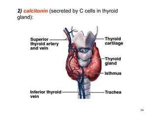 2)  calcitonin  (secreted by C cells in thyroid gland):  