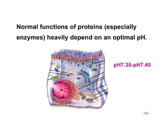 Normal functions of proteins (especially
enzymes) heavily depend on an optimal pH.



                                pH7.35-pH7.45




                                           116
 