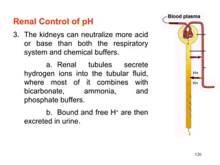 Renal Control of pH
3. The kidneys can neutralize more acid
   or base than both the respiratory
   system and chemical buffers.
          a. Renal    tubules  secrete
   hydrogen ions into the tubular fluid,
   where most of it combines with
   bicarbonate,      ammonia,       and
   phosphate buffers.
         b. Bound and free H+ are then
   excreted in urine.



                                           126
 
