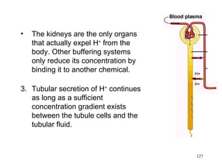 •   The kidneys are the only organs
    that actually expel H+ from the
    body. Other buffering systems
    only reduce its concentration by
    binding it to another chemical.

3. Tubular secretion of H+ continues
   as long as a sufficient
   concentration gradient exists
   between the tubule cells and the
   tubular fluid.



                                       127
 
