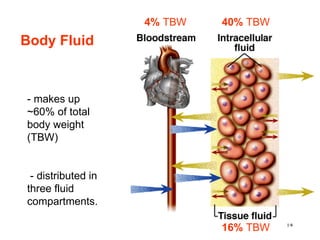 4% TBW   40% TBW
Body Fluid



- makes up
~60% of total
body weight
(TBW)


 - distributed in
three fluid
compartments.

                                       14
                             16% TBW
 