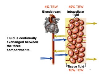 4% TBW   40% TBW




Fluid is continually
exchanged between
the three
compartments.




                                          15
                                16% TBW
 