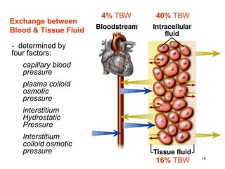 4% TBW   40% TBW
Exchange between
Blood & Tissue Fluid

- determined by
four factors:
   capillary blood
   pressure
   plasma colloid
   osmotic
   pressure
   interstitium
   Hydrostatic
   Pressure
   Interstitium
   colloid osmotic
   pressure
                                          16
                                16% TBW
 