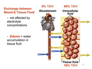 4% TBW   40% TBW
Exchange between
Blood & Tissue Fluid
  - not affected by
  electrolyte
  concentrations


  - Edema = water
  accumulation in
  tissue fluid




                                          17
                                16% TBW
 