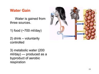Water Gain

    Water is gained from
three sources.

1) food (~700 ml/day)

2) drink – voluntarily
controlled

3) metabolic water (200
ml/day) --- produced as a
byproduct of aerobic
respiration

                            19
 