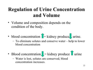 Regulation of Urine Concentration
           and Volume
• Volume and composition depends on the
  condition of the body.

• blood concentration = kidney produce urine.
  – To eliminate solutes and conserve water – help to lower
    blood concentration


• Blood concentration = kidney produce            urine
  – Water is lost, solutes are conserved, blood
    concentration increases.
                                                          22
 