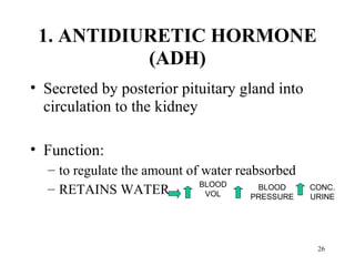 1. ANTIDIURETIC HORMONE
           (ADH)
• Secreted by posterior pituitary gland into
  circulation to the kidney

• Function:
  – to regulate the amount of water reabsorbed
                             BLOOD
  – RETAINS WATER             VOL
                                        BLOOD
                                       PRESSURE
                                                  CONC.
                                                  URINE




                                                   26
 