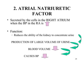 2. ATRIAL NATRIURETIC
            FACTOR
• Secreted by the cells in the RIGHT ATRIUM
  when the BP in the RA is

• Function:
  – Reduces the ability of the kidney to concentrate urine

  PRODUCTION OF LARGE VOLUME OF URINE

                 BLOOD VOLUME

              CAUSES BP
                                                             29
 