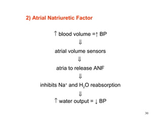 2) Atrial Natriuretic Factor


           ↑ blood volume =↑ BP
                      ⇓
            atrial volume sensors
                     ⇓
            atria to release ANF
                      ⇓
     inhibits Na+ and H2O reabsorption
                     ⇓
           ↑ water output = ↓ BP

                                         30
 