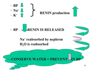 – BP
– Na+
                   RENIN production
– K+


– BP      = RENIN IS RELEASED

        Na+ reabsorbed by nephron
        H2O is reabsorbed



CONSERVE WATER = PREVENT IN BP
                                      35
 