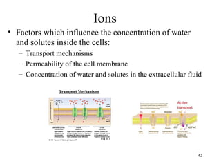 Ions
• Factors which influence the concentration of water
  and solutes inside the cells:
   – Transport mechanisms
   – Permeability of the cell membrane
   – Concentration of water and solutes in the extracellular fluid




                                                                42
 