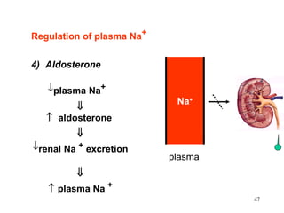 Regulation of plasma Na+


4) Aldosterone

   ↓plasma Na+
                            Na+
         ⇓
   ↑ aldosterone
         ⇓
↓renal Na + excretion
                           plasma
         ⇓
   ↑ plasma Na +
                                    47
 