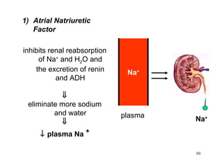 1) Atrial Natriuretic
   Factor

inhibits renal reabsorption
     of Na+ and H2O and
    the excretion of renin     Na+
           and ADH

           ⇓
 eliminate more sodium
         and water            plasma
           ⇓                           Na+

     ↓ plasma Na +

                                       50
 