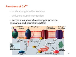Functions of Ca++
  - lends strength to the skeleton
  - activates muscle contraction
  - serves as a second messenger for some
  hormones and neurotransmitters




                                            77
 