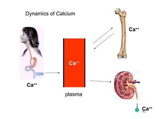 Dynamics of Calcium


                        Ca++




                Ca++



Ca++
               plasma

                               Ca++
                               82
 