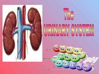 The  URINARY SYSTEM 
