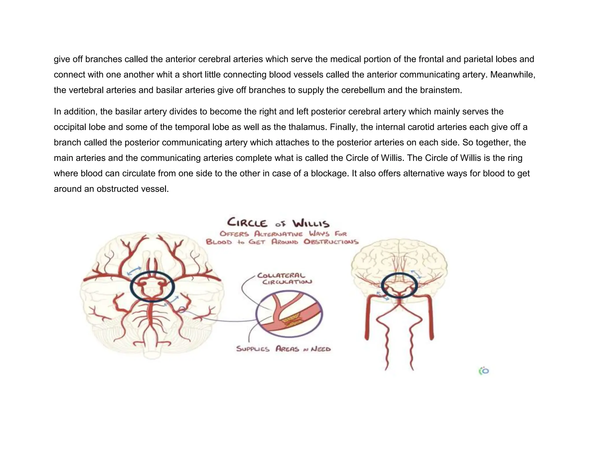 give off branches called the anterior cerebral arteries which serve the medical portion of the frontal and parietal lobes and
connect with one another whit a short little connecting blood vessels called the anterior communicating artery. Meanwhile,
the vertebral arteries and basilar arteries give off branches to supply the cerebellum and the brainstem.
In addition, the basilar artery divides to become the right and left posterior cerebral artery which mainly serves the
occipital lobe and some of the temporal lobe as well as the thalamus. Finally, the internal carotid arteries each give off a
branch called the posterior communicating artery which attaches to the posterior arteries on each side. So together, the
main arteries and the communicating arteries complete what is called the Circle of Willis. The Circle of Willis is the ring
where blood can circulate from one side to the other in case of a blockage. It also offers alternative ways for blood to get
around an obstructed vessel.
 