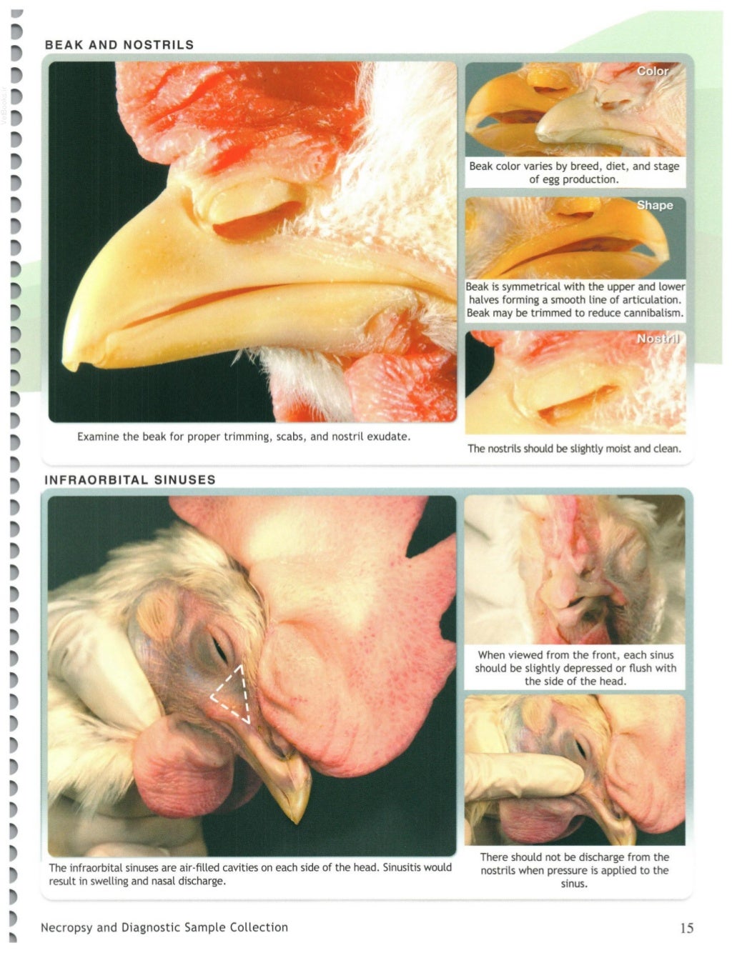 Illustrated Guide to Poultry Necropsy and Diagnosis