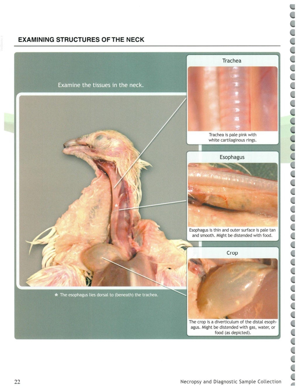 Illustrated Guide to Poultry Necropsy and Diagnosis