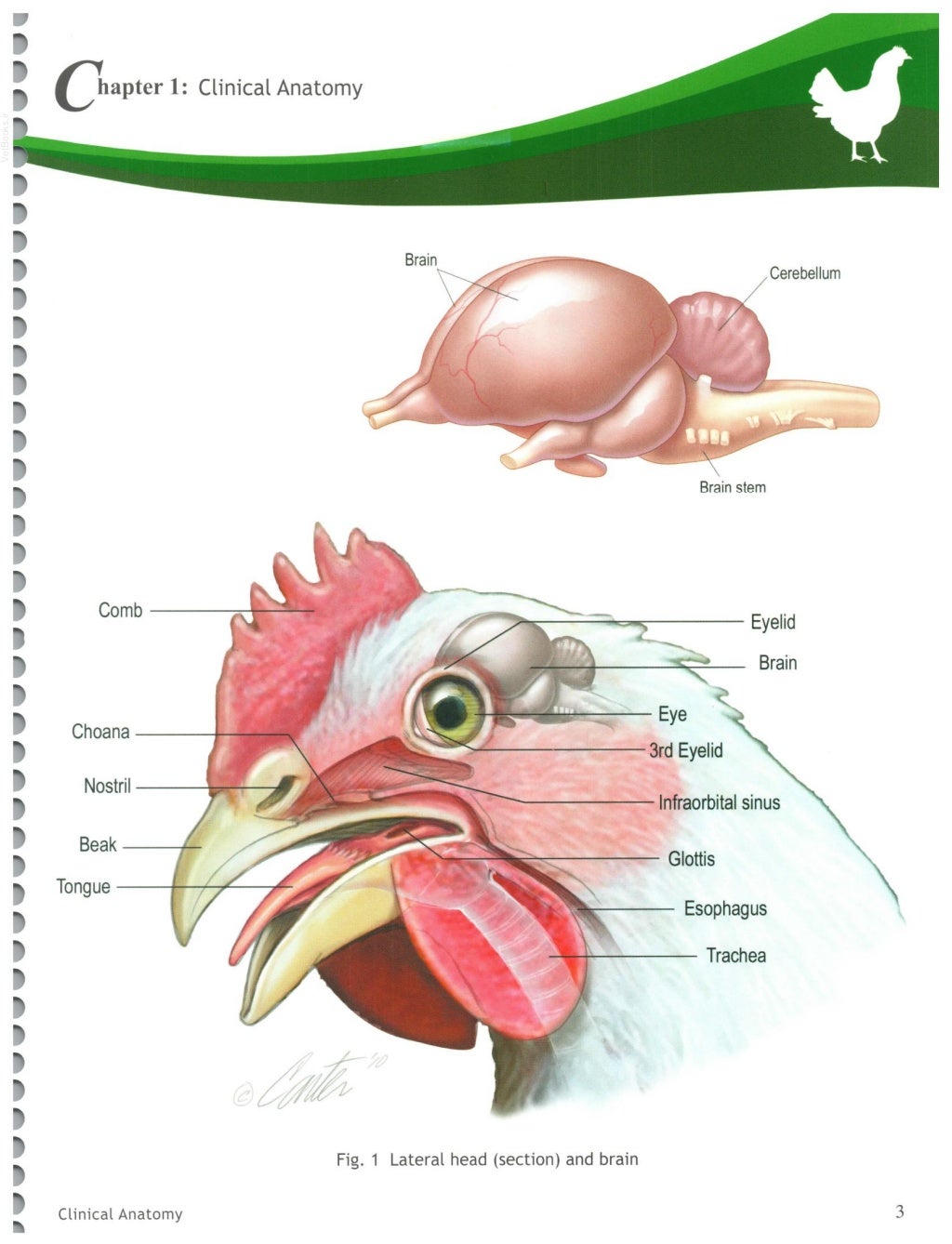 Illustrated Guide to Poultry Necropsy and Diagnosis