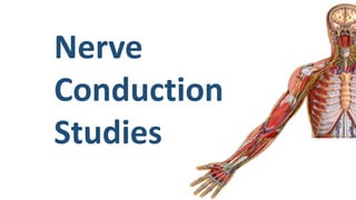 Nerve
Conduction
Studies
 