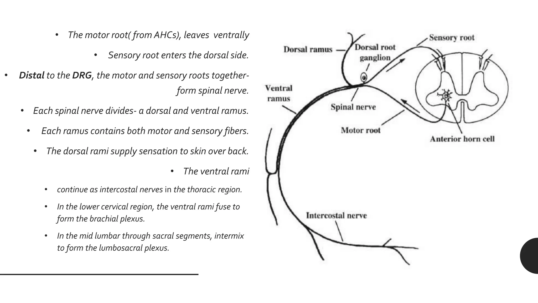 Sensorial Roots NERVE CONDUCTION STUDIES, ELECTROMYOGRAPHY | PPTX