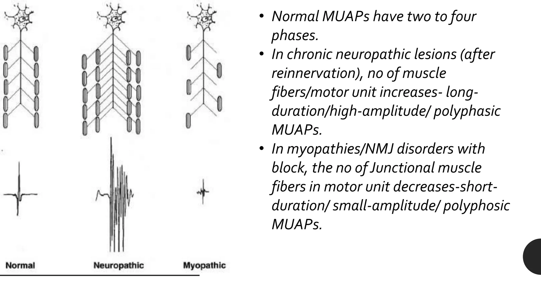 • Normal MUAPs have two to four
phases.
• In chronic neuropathic lesions (after
reinnervation), no of muscle
fibers/motor unit increases- long-
duration/high-amplitude/ polyphasic
MUAPs.
• In myopathies/NMJ disorders with
block, the no of Junctional muscle
fibers in motor unit decreases-short-
duration/ small-amplitude/ polyphosic
MUAPs.
 