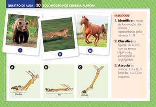 QUESTÃO DE AULA
©
AREAL
EDITORES
–
NCSI
5
–
Ciências
Naturais
–
5.º
ano
–
cód.
89452
EXERCÍCIOS
1. Identifica o modo
de locomoção dos
animais
representados pelos
números I a III.
2. Classifica as
figuras, de A a C,
com os termos
digitígrado,
plantígrado e
ungulígrado.
3. Associa os
animais, I, II e III, às
letras (A, B e C) do
esquema.
Dedos Pé Unhas
A B C
LOCOMOÇÃO POR CORRIDA/MARCHA
30
I
II
III
NCSI5QA_20160029_P001_065_3P.indd 31 7/4/16 4:53 PM
 