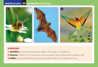 QUESTÃO DE AULA
©
AREAL
EDITORES
–
NCSI
5
–
Ciências
Naturais
–
5.º
ano
–
cód.
89452
EXERCÍCIOS
1. Identifica o modo de locomoção da abelha, do morcego e do abelharuco.
2. Associa as letras A, B e C aos termos: asas com penas, asas membranosas e membrana alar.
3. Indica três características das aves que lhes permitem estarem bem adaptadas ao voo.
A B C
LOCOMOÇÃO NO AR (VOO)
34
NCSI5QA_20160029_P001_065_3P.indd 35 7/4/16 4:53 PM
 