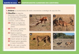 QUESTÃO DE AULA
©
AREAL
EDITORES
–
NCSI
5
–
Ciências
Naturais
–
5.º
ano
–
cód.
89452
41 COMPORTAMENTOS ALIMENTARES DOS CARNÍVOROS
EXERCÍCIOS
1. 
Ordena os acontecimentos de modo a reconstruíres a estratégia de caça da chita.
2. Classifica as seguintes
descrições como adequadas
ou desadequadas à estratégia
de caça dos mamíferos
carnívoros, como os felinos.
(A) 
Utilizam os órgãos dos
sentidos para detetarem
presas.
(B) 
São animais, geralmente,
de locomoção lenta.
(C) 
Vigiam e esperam,
camuflados na paisagem,
a aproximação das presas.
(D) Caçam sempre em grupo.
(E) 
Possuem garras aguçadas
e corpos musculados.
(F) 
No solo, usam a marcha
para capturar alimento.
I
III
II
IV
NCSI5QA_20160029_P001_065_3P.indd 42 7/4/16 4:53 PM
 