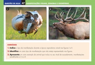 QUESTÃO DE AULA
©
AREAL
EDITORES
–
NCSI
5
–
Ciências
Naturais
–
5.º
ano
–
cód.
89452
MANIFESTAÇÕES VISUAIS, SONORAS E ODORÍFERAS
47
EXERCÍCIOS
1. Indica o tipo de manifestação durante a época reprodutiva visível nas figuras I e II.
2. Identifica um outro tipo de manifestação que não esteja representado nas figuras.
3. Apresenta um outro exemplo de animal que inclua no seu ritual de acasalamento, manifestações
semelhantes a I e a II.
I II
NCSI5QA_20160029_P001_065_3P.indd 48 7/4/16 4:53 PM
 