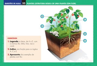 QUESTÃO DE AULA
©
AREAL
EDITORES
–
NCSI
5
–
Ciências
Naturais
–
5.º
ano
–
cód.
89452
PLANTAS (ESTRUTURA BÁSICA DE UMA PLANTA COM FLOR)
53
E
D
A
B
C
EXERCÍCIOS
1. Legenda as letras, de A a E, com
os termos flor, folha, fruto, raiz e
caule.
2. Indica uma função para os órgãos
A, C e E.
3. Apresenta dois exemplos de
plantas com flor.
NCSI5QA_20160029_P001_065_3P.indd 54 7/4/16 4:54 PM
 