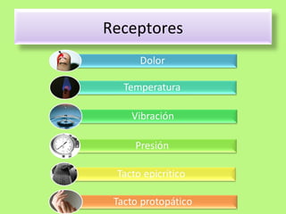 Receptores 