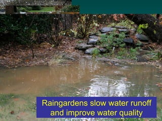 Raingardens slow water runoff
  and improve water quality
 