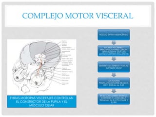 COMPLEJO MOTOR VISCERAL
NÚCLEO EW EN MESENCÉFALO
AXONES VISCERALES
PREGANGLIONARES CURSAN
VENTRALMENTE CON LOS
AXONES MOTORES SOMÁTICOS
ENTRAN A LA ÓRBITA Y VAN AL
GANGLIO CILIAR
LOS AXONES
POSTGANGLIONARES DEJAN EL
GC Y ENTRAN AL OJO
EN EL OJO CORREN ENTRE LA
COROIDES Y LA ESCLERA Y
TERMINAN EN EL CPO CILIAR Y
EL IRIS
FIBRAS MOTORAS VISCERALES CONTROLAN
EL CONSTRICTOR DE LA PUPILA Y EL
MÚSCULO CILIAR
 