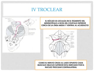 IV TROCLEAR
EL NÚCLEO SE LOCALIZA EN EL TEGMENTO DEL
MESENCÉFALO A NIVEL DEL COLÍCULO INFERIOR
CERCA DE LA LÍNEA MEDIA Y VENTRAL AL ACUEDUCTO
COMO EL NERVIO CRUZA AL LADO OPUESTO CADA
MUSCULO OBLICUO SUPERIOR ESTA INERVADO POR EL
NUCLEO TROCLEAR CONTRALATERAL
 