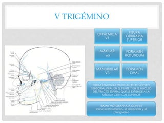 V TRIGÉMINO
OFTÁLMICA
V1
FISURA
ORBITARIA
SUPERIOR
MAXILAR
V2
FORAMEN
ROTUNDUM
MANDIBULAR
V3
FORAMEN
OVAL
RAMA MOTORA VIAJA CON V3
Inerva el maseterino, el temporalis y el
pterigoideo
FIBRAS SENSITIVAS TERMINAN EN EL NÚCLEO
SENSORIAL PPAL EN EL PUNTE Y EN EL NÚCLEO
DEL TRACTO ESPINAL QUE SE EXTIENDE A LA
MÉDULA CERVICAL SUPERIOR
 