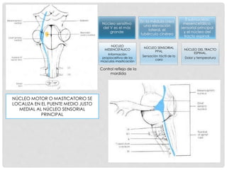 NÚCLEO MOTOR O MASTICATORIO SE
LOCALIZA EN EL PUENTE MEDIO JUSTO
MEDIAL AL NÚCLEO SENSORIAL
PRINCIPAL
Núcleo sensitivo
del V es el más
grande
En la médula crea
una elevación
lateral, el
tubérculo cinéreo
3 subnúcleos:
mesencefálico,
sensorial principal
y el núcleo del
tracto espinal.
NÚCLEO
MESENCEFÁLICO
Información
propioceltiva de los
músculos masticación
NÚCLEO SENSORIAL
PPAL
Sensación táctil de la
cara
NÚCLEO DEL TRACTO
ESPINAL.
Dolor y temperatura
Control reflejo de la
mordida
 