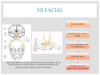 VII FACIAL
Áreas motoras
Sinapsis en el núcleo
motor
Cursan alrededor del
N. Abducens
Colículo facial
Emergencia en el
aspecto VL del puente
FIBRAS QUE INERVAN LA MUSCULATURA FACIAL POR DEBAJO DE LAS
CEJAS CRUZAN LA LÍNEA MEDIA. LAS FIBRAS QUE INERVAN LOS
MÚSCULOS DE LA FRENTE VIAJAN IPSILATERAL.
 