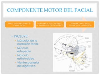 COMPONENTE MOTOR DEL FACIAL
• INCLUYE:
• Músculos de la
expresión facial
• Músculo
estapedio
• Músculo
estilohioideo
• Vientre posterior
del digástrico
FIBRAS MOTORAS SALEN DEL
CANAL FACIAL
DA RAMAS AL ESTILOHIOIDEO Y
AL VIENTRE POST DEL DIGÁSTRICO
PERFORA Y YACE EN LA
SUSTANCIA DE LA PAROTIDA
 