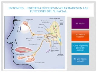 ENTONCES…. EXISTEN 4 NÚCLEOS INVOLUCRADOS EN LAS
FUNCIONES DEL N. FACIAL
N. Motor
N. salivar
superior
N. del trigémino
(porción
espinal)
N. Del tracto
solitario
 