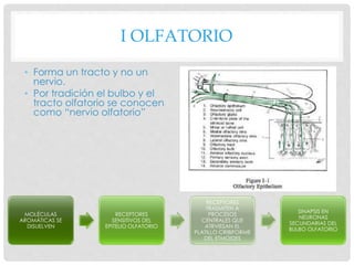 I OLFATORIO
• Forma un tracto y no un
nervio.
• Por tradición el bulbo y el
tracto olfatorio se conocen
como “nervio olfatorio”
MOLÉCULAS
AROMÁTICAS SE
DISUELVEN
RECEPTORES
SENSITIVOS DEL
EPITELIO OLFATORIO
RECEPTORES
TRASMITEN A
PROCÉSOS
CENTRALES QUE
ATRVIESAN EL
PLATILLO CRIBIFORME
DEL ETMOIDES
SINAPSIS EN
NEURONAS
SECUNDARIAS DEL
BULBO OLFATORIO
 