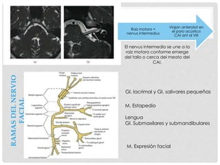 Gl. lacrimal y Gl. salivares pequeñas
M. Estapedio
Lengua
Gl. Submaxilares y submandibulares
M. Expresión facial
RAMASDELNERVIO
FACIAL
Viajan anterolat en
el poro acústico
CAI ant al VIII
Raíz motora +
nervus intermedius
El nervus intermedio se une a la
raíz motora conforme emerge
del tallo o cerca del meato del
CAI.
 