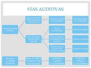 VÍAS AUDITIVAS
Núcleo coclear
anterior
Estría Acústica
Intermedia (Vía
monoaural)
Lemnisco Lateral
Contralateral
Colículo Inferior
Contralateral
Estría Acústica
Ventral (Vía
biaural)
Fibras
Trapezoides
Lemnisco Lateral
Fibras hacia el
Complejo Olivar
Superior
Lemnisco Lateral
Fibras hacia e
Núcleo de
Lemnisco Lateral
Lemnisco Lateral
Núcleo
coclear
Posterior
Estría Acústica
Posterior (Vía
monoaural)
Lemnisco
Lateral
Contralateral
Colículo
Inferior
Contralateral
 