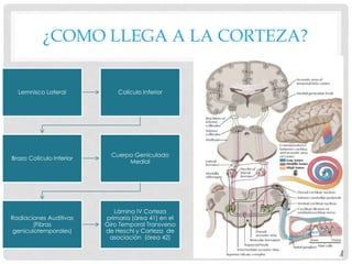 ¿COMO LLEGA A LA CORTEZA?
Lemnisco Lateral Colículo Inferior
Brazo Colículo Inferior
Cuerpo Geniculado
Medial
Radiaciones Auditivas
(Fibras
geniculotemporales)
Lámina IV Corteza
primaria (área 41) en el
Giro Temporal Transverso
de Heschl y Corteza de
asociación (área 42)
 