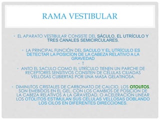RAMA VESTIBULAR
• EL APARATO VESTIBULAR CONSISTE DEL SÁCULO, EL UTRÍCULO Y
TRES CANALES SEMICIRCULARES.
• LA PRINCIPAL FUNCIÓN DEL SACULO Y EL UTRÍCULO ES
DETECTAR LA POSICÍON DE LA CABEZA RELATIVO A LA
GRAVEDAD
• T
• ANTO EL SACULO COMO EL UTRÍCULO TIENEN UN PARCHE DE
RECEPTORES SENSITIVOS CONSITEN DE CÉLULAS CILIADAS
VELLOSAS CUBIERTAS POR UNA MASA GELATINOSA.
• DIMINUTOS CRISTALES DE CARBONATO DE CALCIO, LOS OTOLITOS,
SON EMEBIDOS EN EL GEL. CON LOS CAMBIOS DE POSICIÓN DE
LA CABEZA RELATIVOS A LA GRAVEDAD, O ACELERACIÓN LINEAR
LOS OTOLITOS ESTIMULAN SUS CELULAS VELLOSAS DOBLANDO
LOS CILOS EN DIFERENTES DIRECCIONES.
 