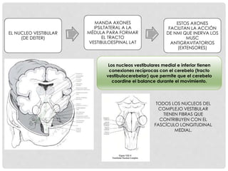 EL NUCLEO VESTIBULAR
(DE DEITER)
MANDA AXONES
IPSILTATERAL A LA
MÉDULA PARA FORMAR
EL TRACTO
VESTIBULOESPINAL LAT
ESTOS AXONES
FACILITAN LA ACCIÓN
DE NMI QUE INERVA LOS
MUSC
ANTIGRAVITATORIOS
(EXTENSORES)
Los nucleos vestibulares medial e inferior tienen
conexiones recíprocas con el cerebelo (tracto
vestibulocerebelar) que permite que el cerebelo
coordine el balance durante el movimiento.
TODOS LOS NUCLEOS DEL
COMPLEJO VESTIBULAR
TIENEN FIBRAS QUE
CONTRIBUYEN CON EL
FASCÍCULO LONGITUDINAL
MEDIAL.
 