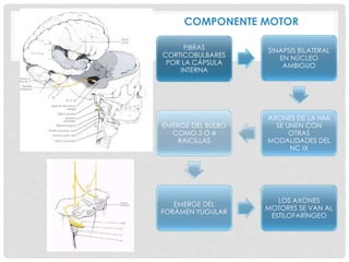 COMPONENTE MOTOR
FIBRAS
CORTICOBULBARES
POR LA CÁPSULA
INTERNA
SINAPSIS BILATERAL
EN NÚCLEO
AMBIGUO
AXONES DE LA NMI
SE UNEN CON
OTRAS
MODALIDADES DEL
NC IX
EMERGE DEL BULBO
COMO 3 O 4
RAICILLAS
EMERGE DEL
FORÁMEN YUGULAR
LOS AXONES
MOTORES SE VAN AL
ESTILOFARÍNGEO
 
