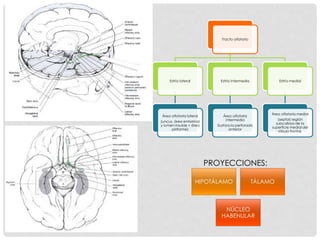 Tracto olfatorio
Estría lateral
Área olfatoria lateral
(uncus, área entorrinal
y lumen insulae = área
piriforme)
Estría intermedia
Área olfatoria
intermedia
Sustancia perforada
anterior
Estría medial
Área olfatoria medial
(septal) región
subcallosa de la
superficie medial del
lóbulo frontal.
HIPOTÁLAMO TÁLAMO
NÚCLEO
HABENULAR
PROYECCIONES:
 